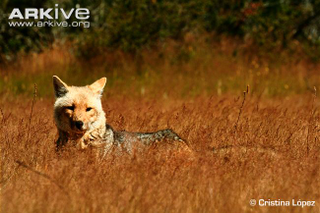 Illustration for article titled Wednesday Woof - Lycalopex gymnocercus Edition